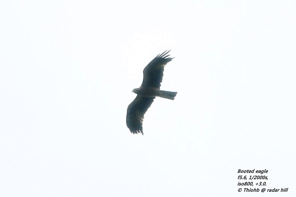 Booted Eagle - ML123175611