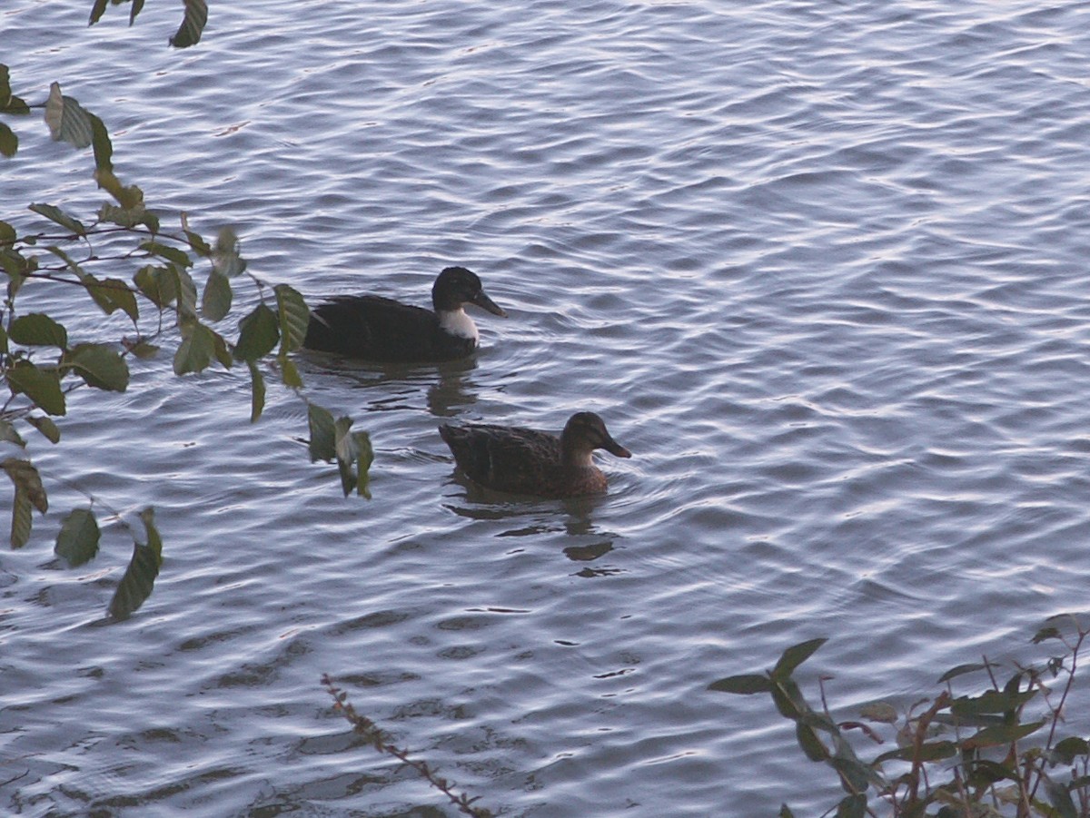 duck sp. - ML123175781