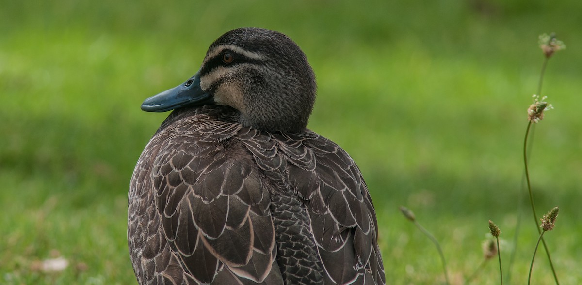 Pacific Black Duck - ML123175941