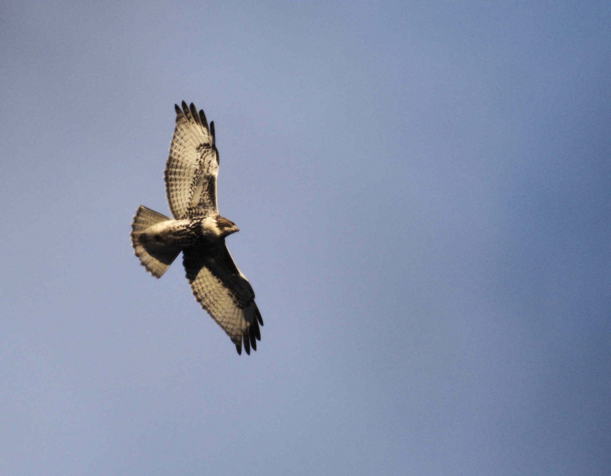 Red-tailed Hawk - Robin Besançon