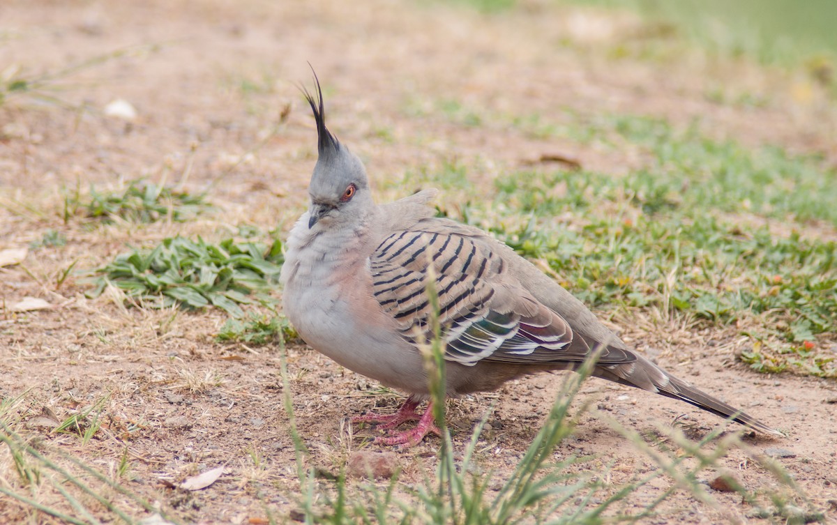 Crested Pigeon - ML123176341