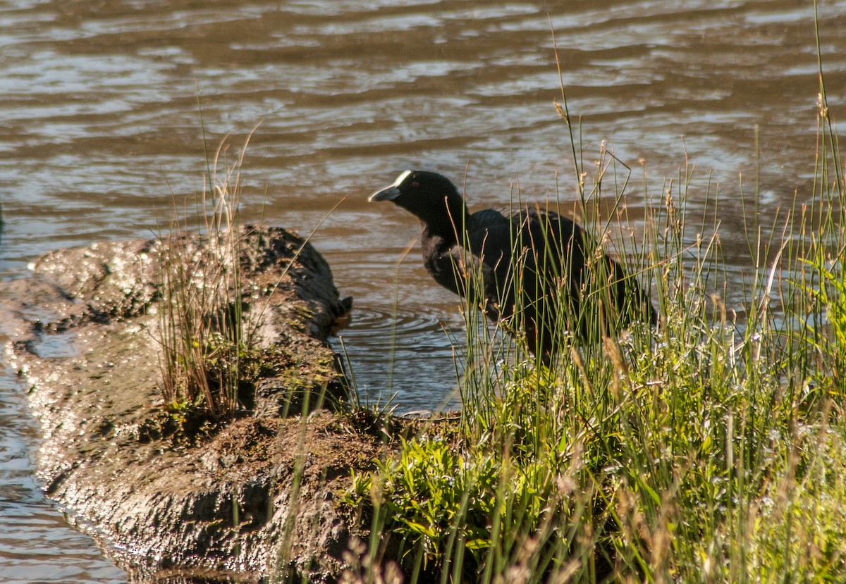 Eurasian Coot - ML123176521