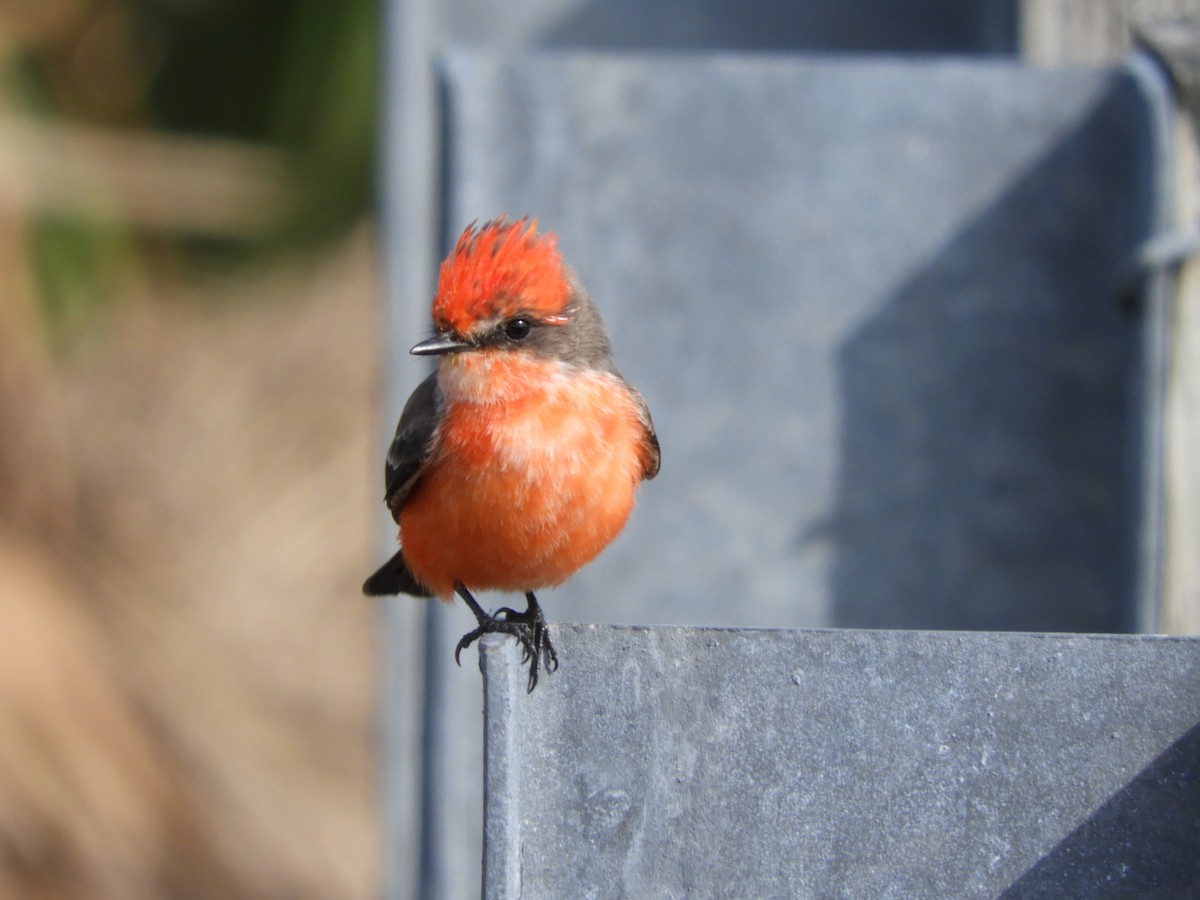 Vermilion Flycatcher - Shane Carroll