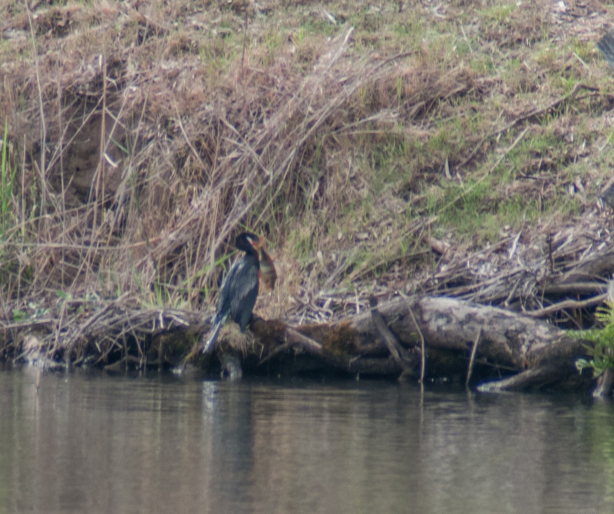 anhinga australská - ML123176841