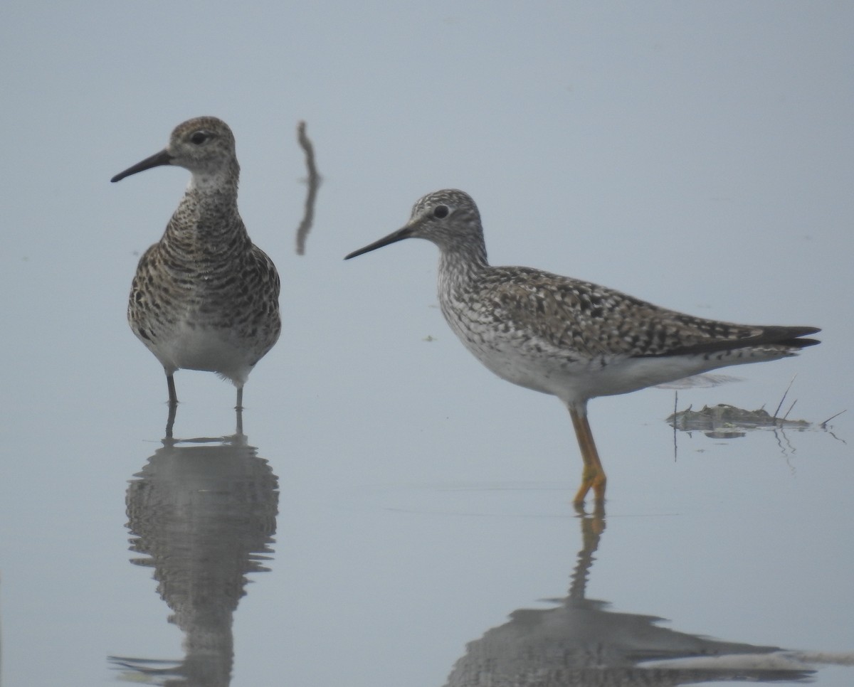 Lesser Yellowlegs - ML123177391