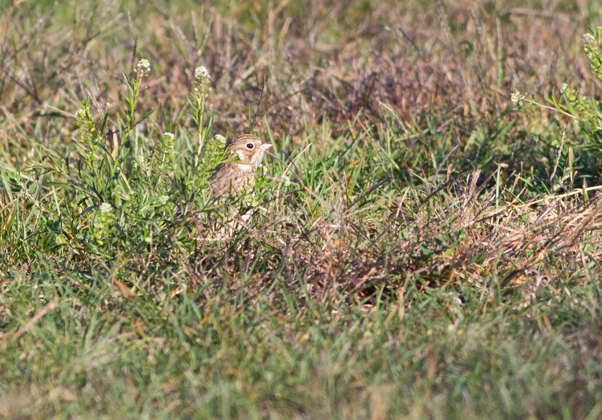 Vesper Sparrow - ML123177711