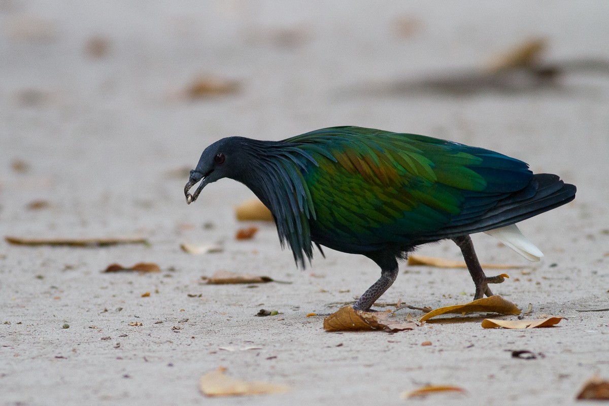Nicobar Pigeon - Raphael Lebrun