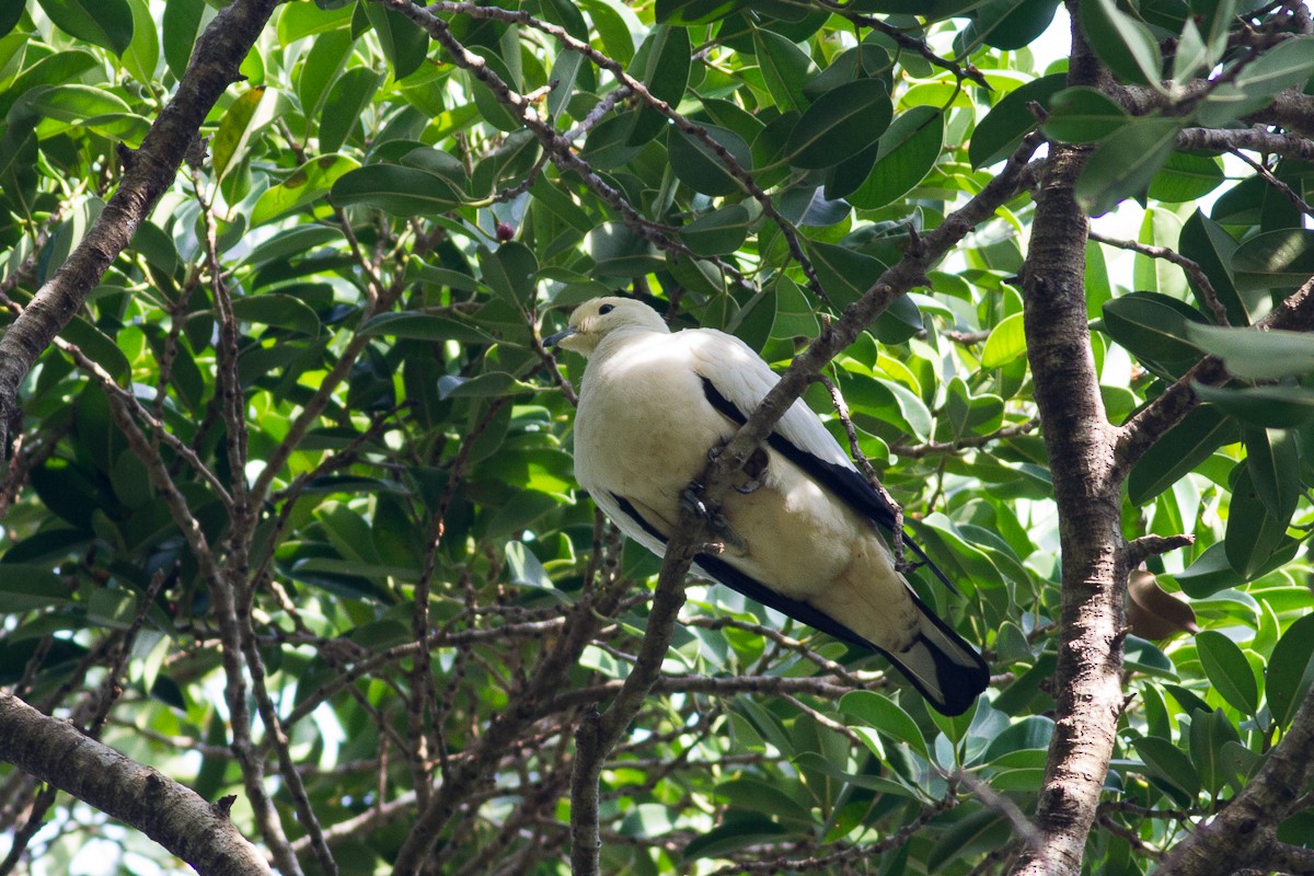 Pied Imperial-Pigeon - ML123178141