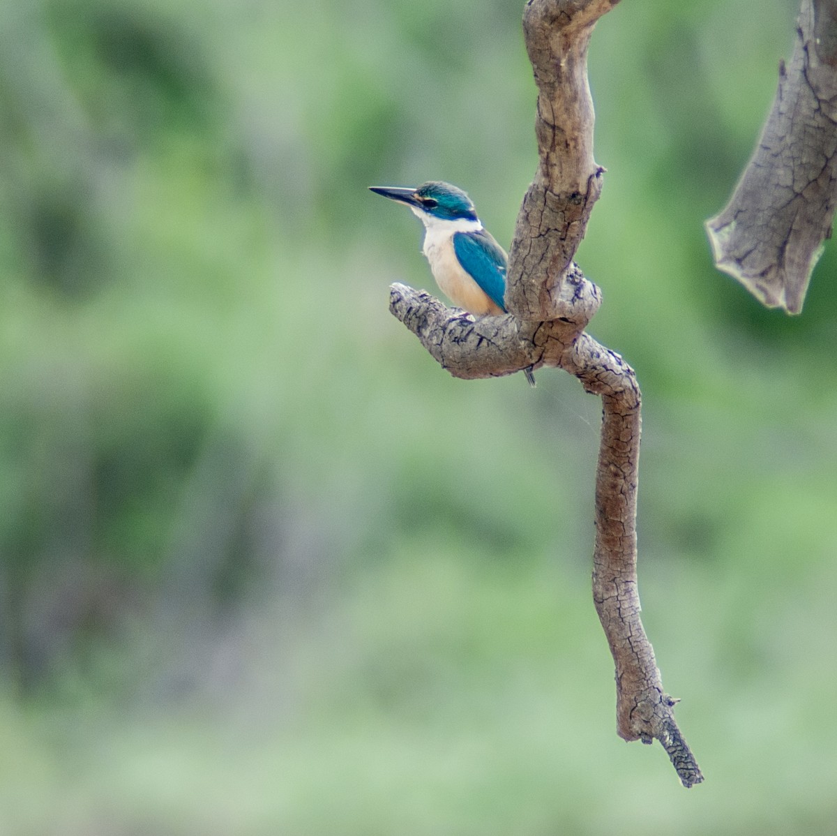 Sacred Kingfisher - ML123178501