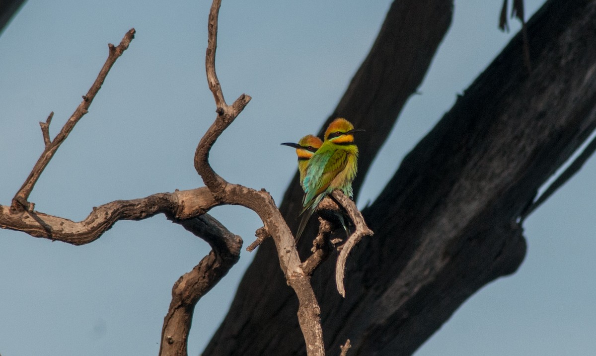 Rainbow Bee-eater - ML123178571