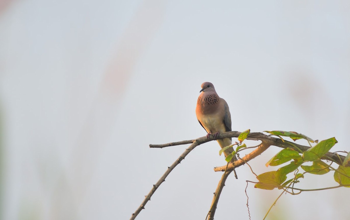 Laughing Dove - ML123178681