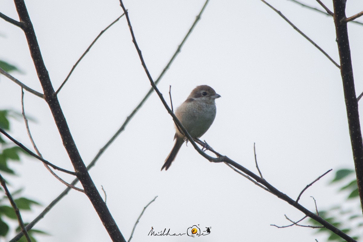 Brown Shrike - ML123178791