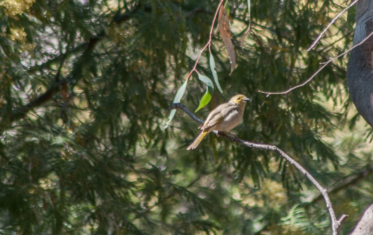 White-plumed Honeyeater - ML123179191