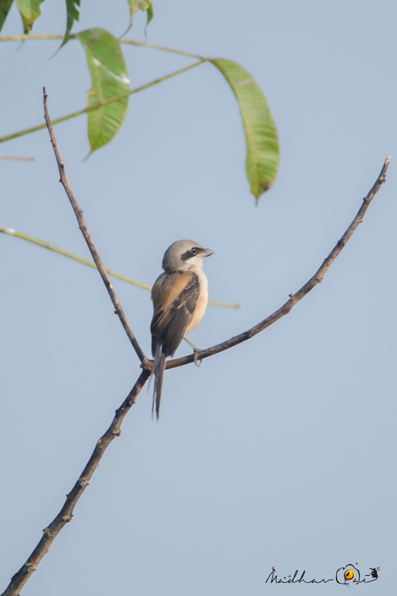 Long-tailed Shrike - Madhav  Pai