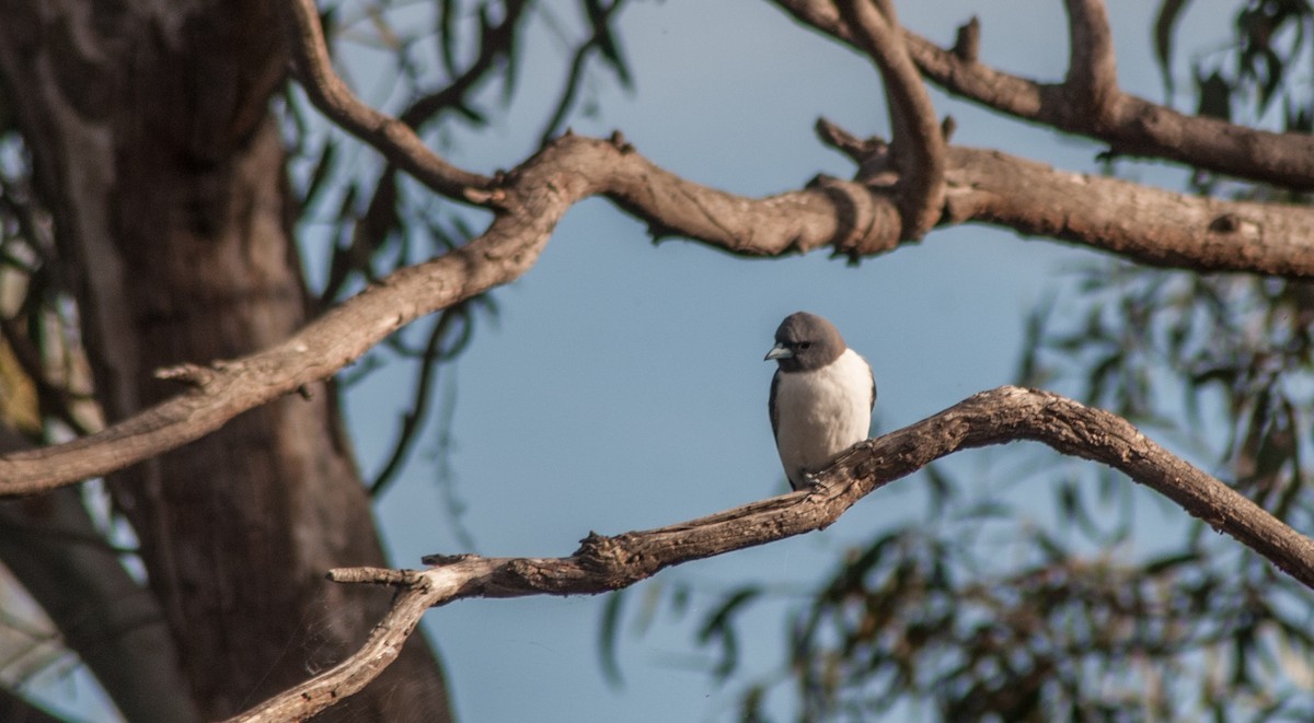 White-breasted Woodswallow - ML123179341