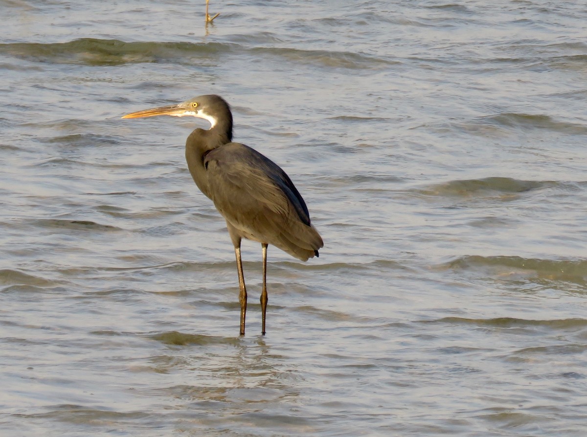 Western Reef-Heron - ML123179661