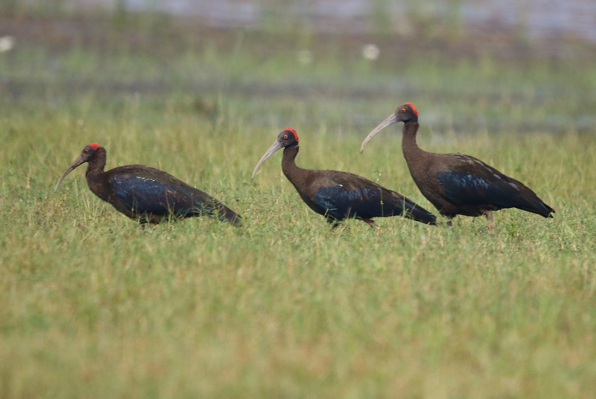 Red-naped Ibis - ML123180161