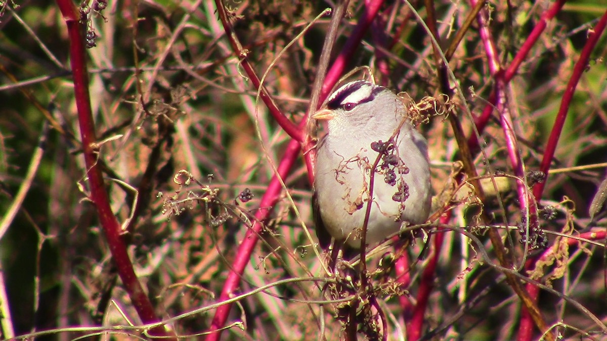 White-crowned Sparrow - ML123180481