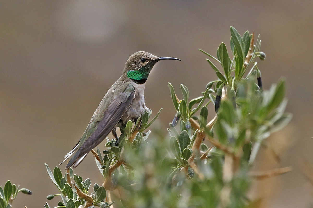 Andean Hillstar - ML123182201