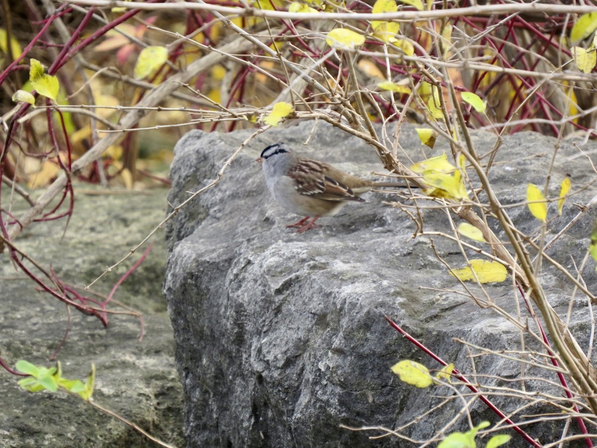 White-crowned Sparrow - Barry  Coombs