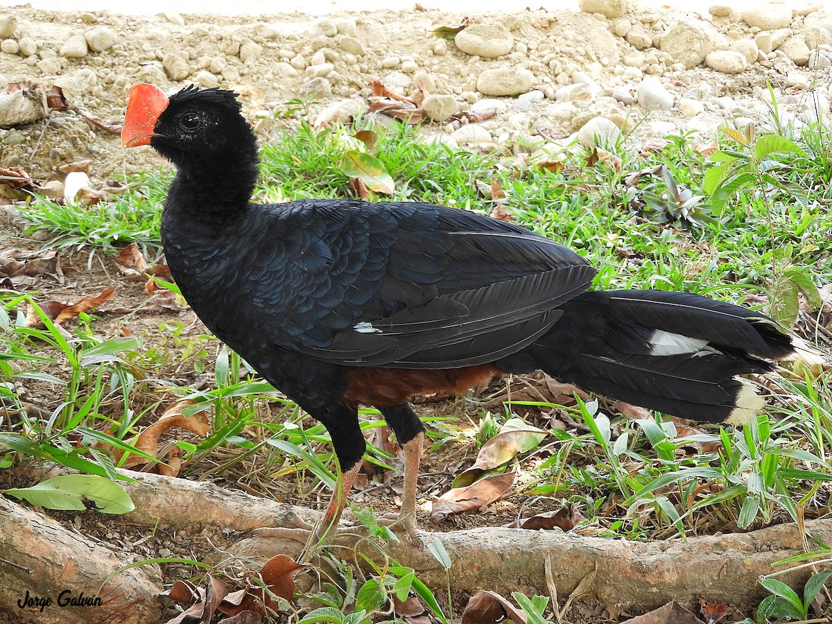 Razor-billed Curassow - ML123183751