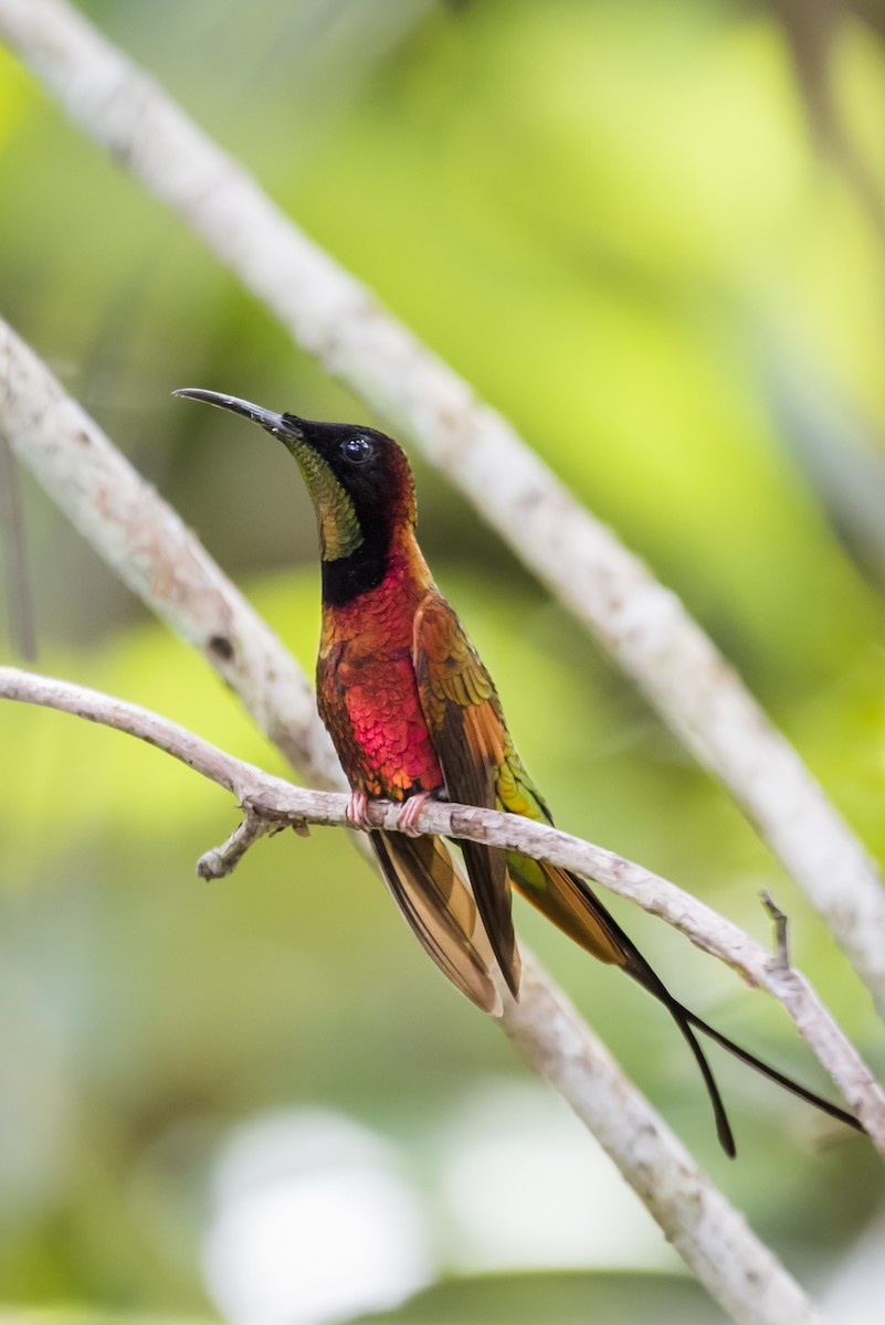 Crimson Topaz - Claudia Brasileiro