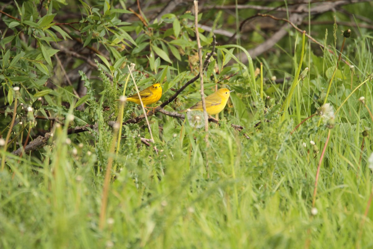 Northern Yellow Warbler - ML123186211