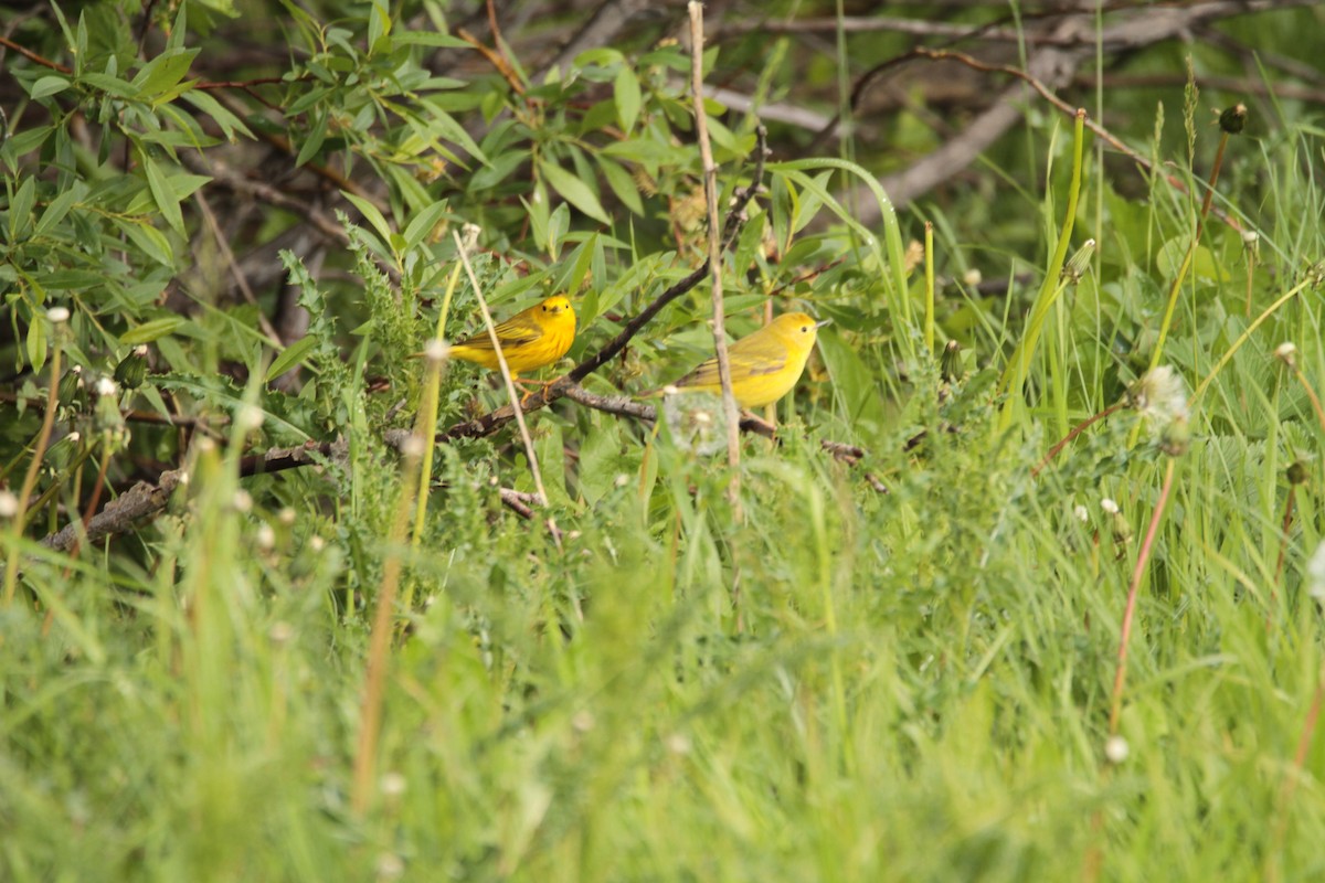 Yellow Warbler - ML123186211