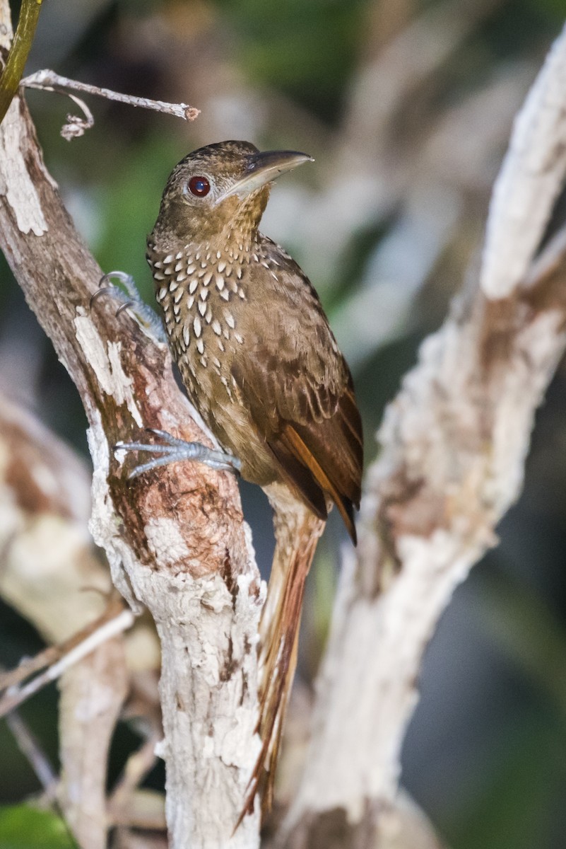 Cinnamon-throated Woodcreeper - Claudia Brasileiro