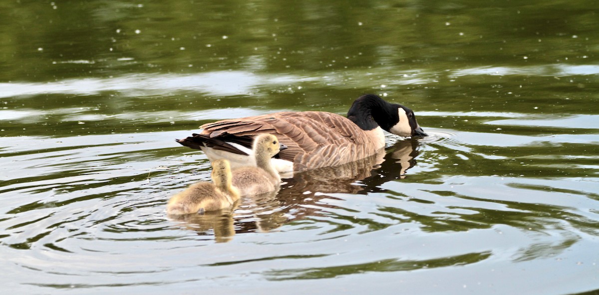 Канад галуу - ML123186351