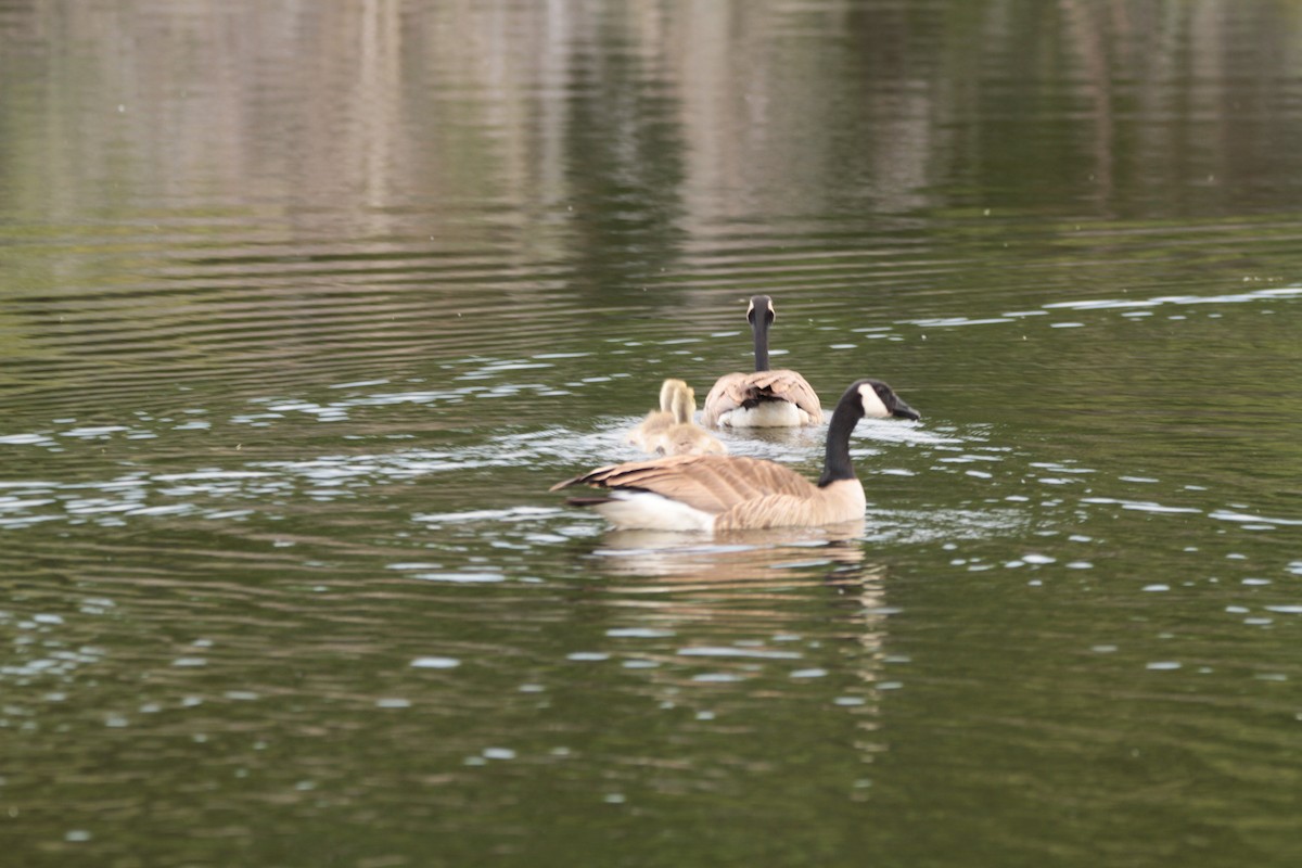 Canada Goose - ML123186521