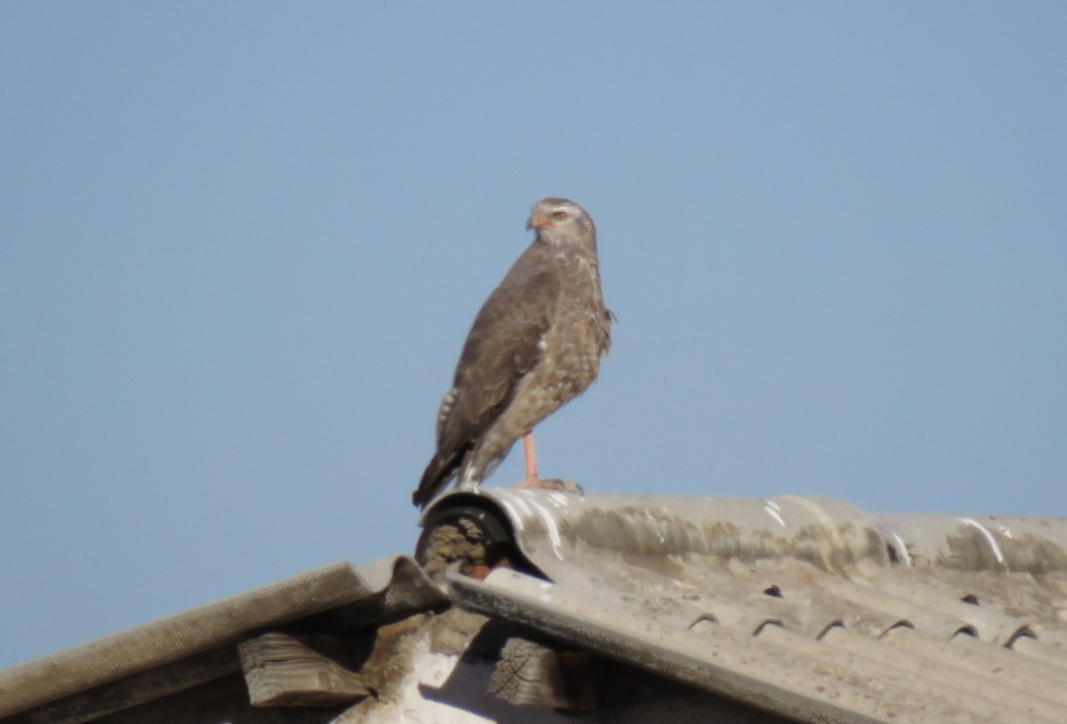 Pale Chanting-Goshawk - ML123186581