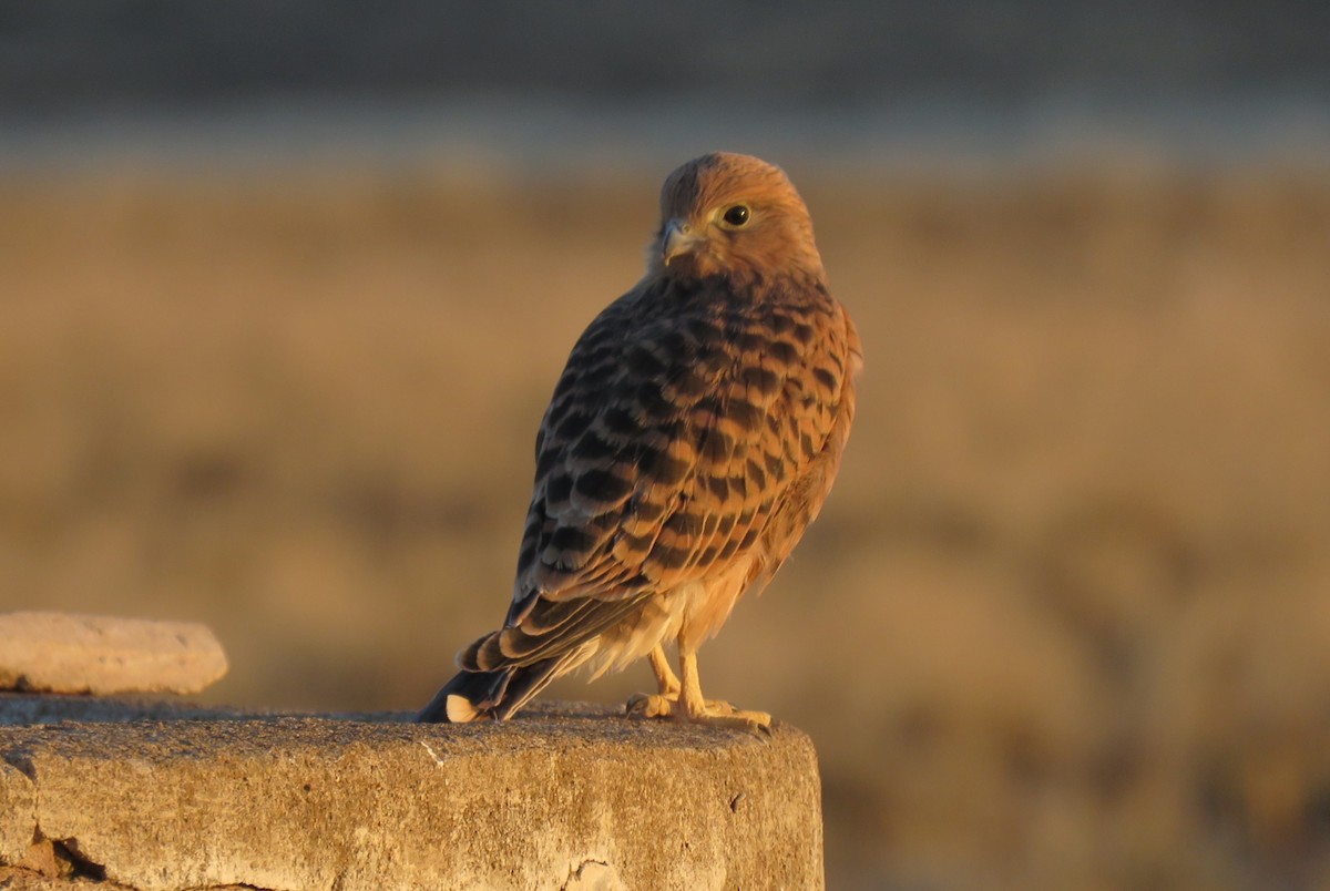 Greater Kestrel - ML123186691