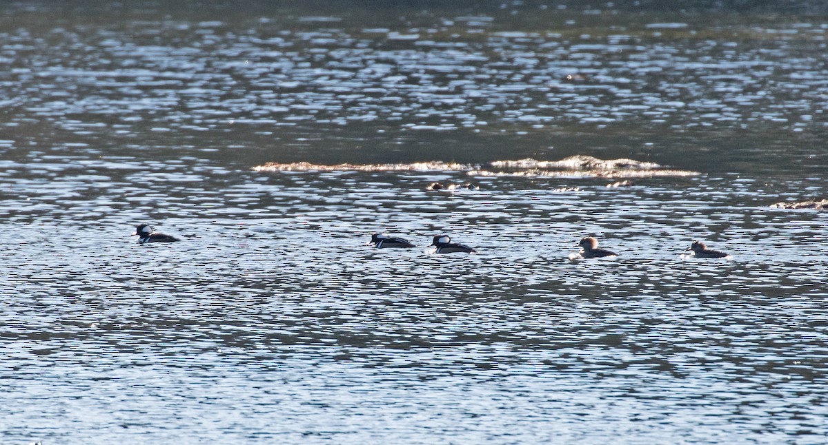 Hooded Merganser - Matthew Skalla