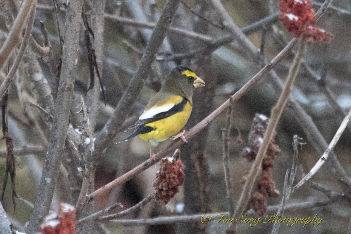 Evening Grosbeak - ML123189721