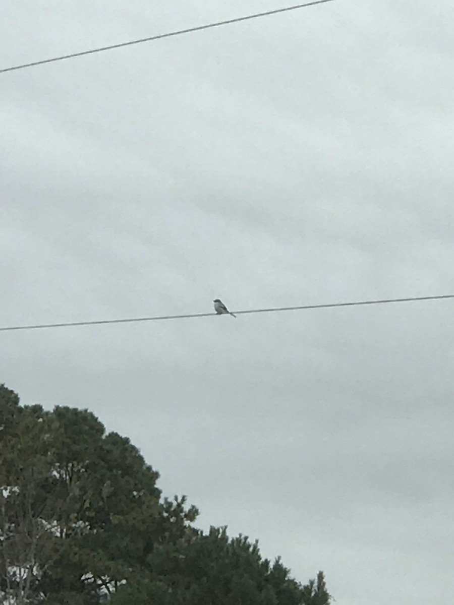 Loggerhead Shrike - ML123190281