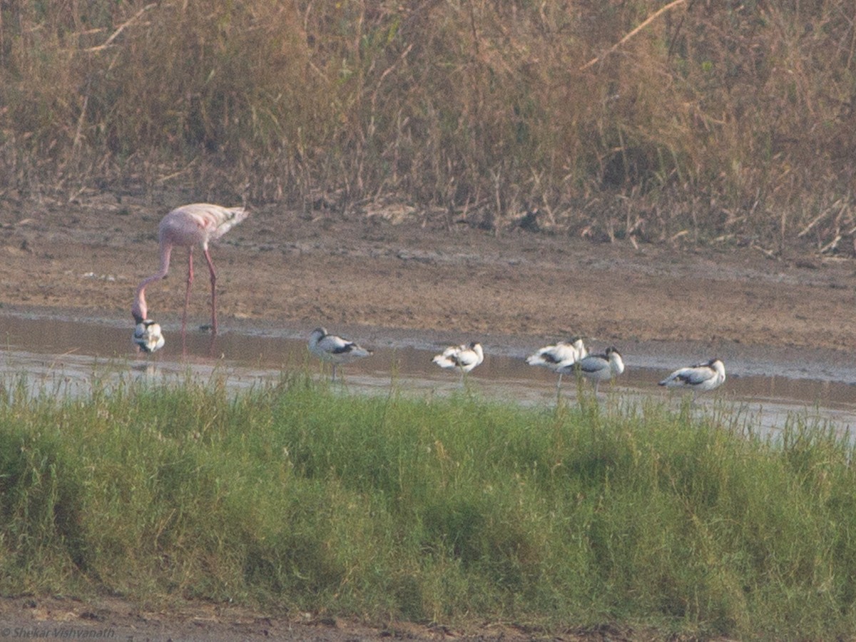 Pied Avocet - ML123190631