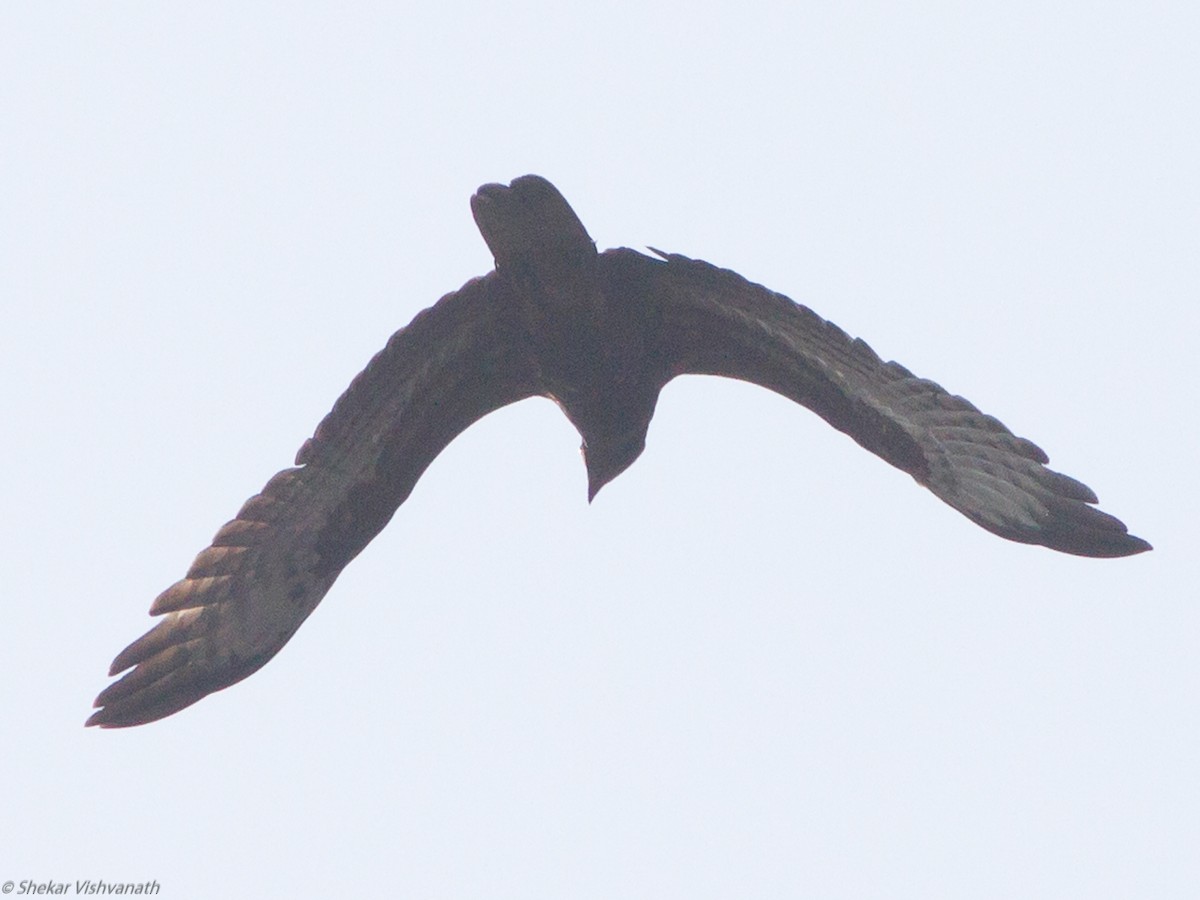 Oriental Honey-buzzard - ML123190991