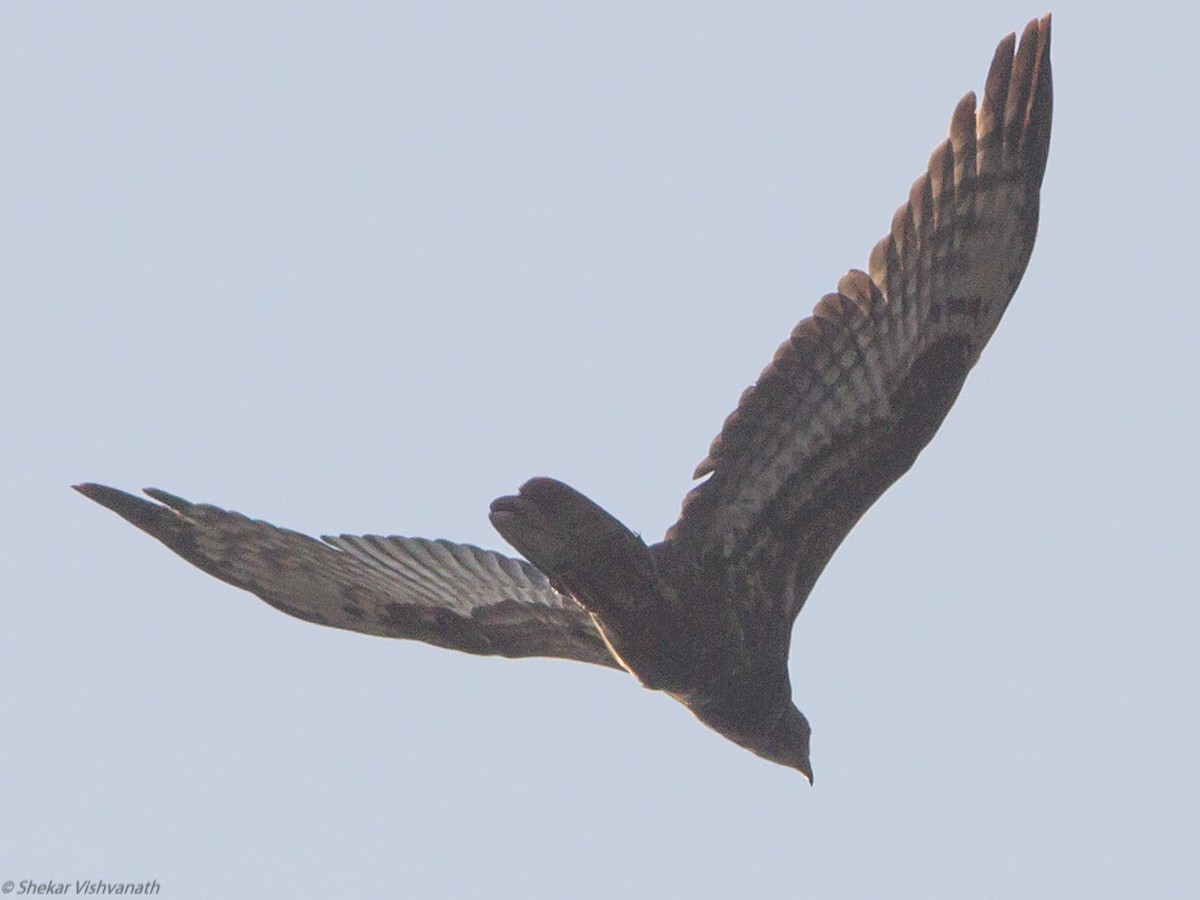 Oriental Honey-buzzard - ML123191001