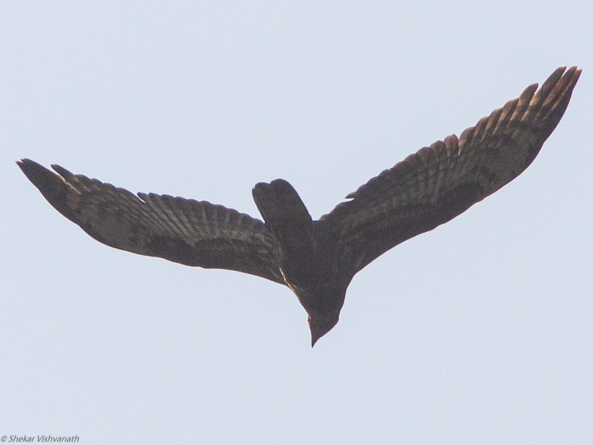 Oriental Honey-buzzard - ML123191011