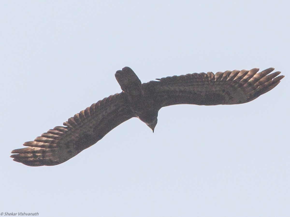 Oriental Honey-buzzard - ML123191021