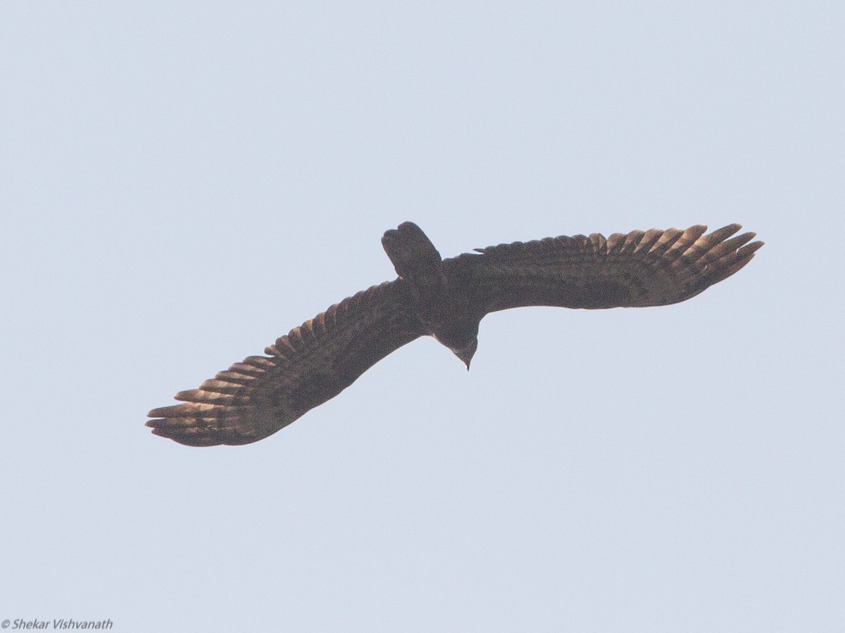 Oriental Honey-buzzard - ML123191031