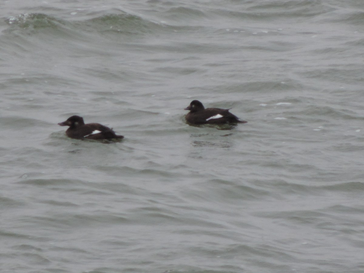 White-winged Scoter - ML123191521