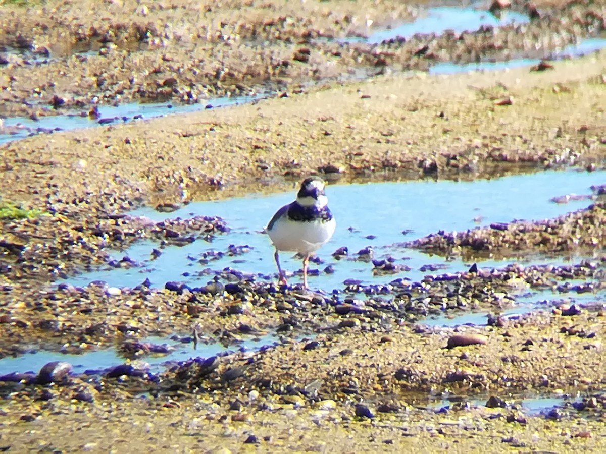 Common Ringed Plover - ML123191731