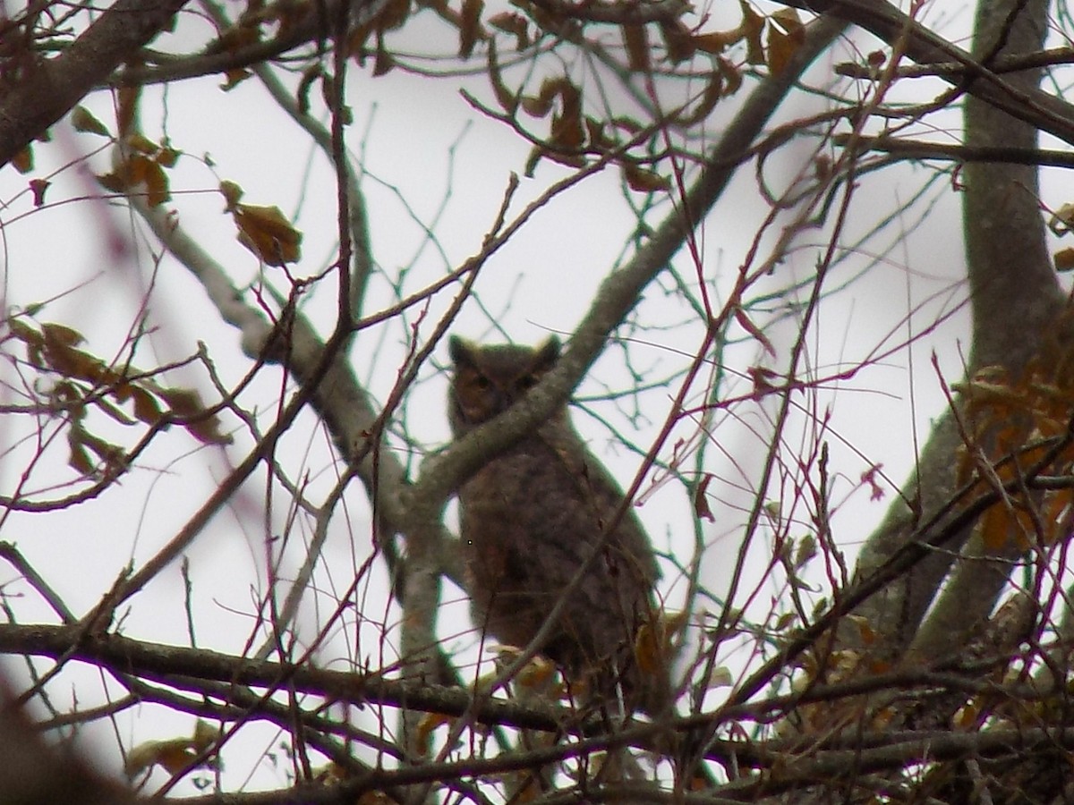 Great Horned Owl - ML123192081