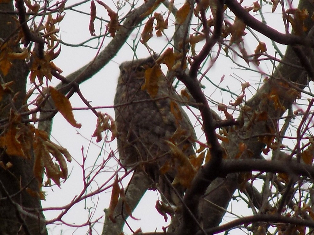 Great Horned Owl - ML123192091