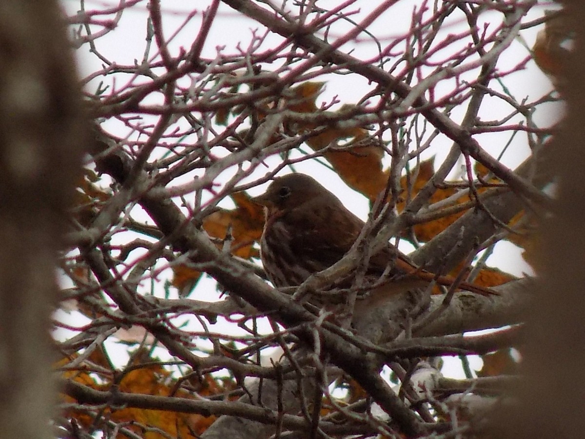 Fox Sparrow - ML123192191