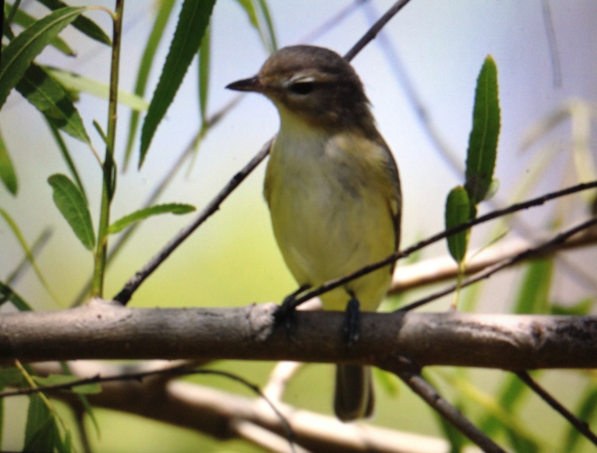 Vireo Gorjeador - ML123192571