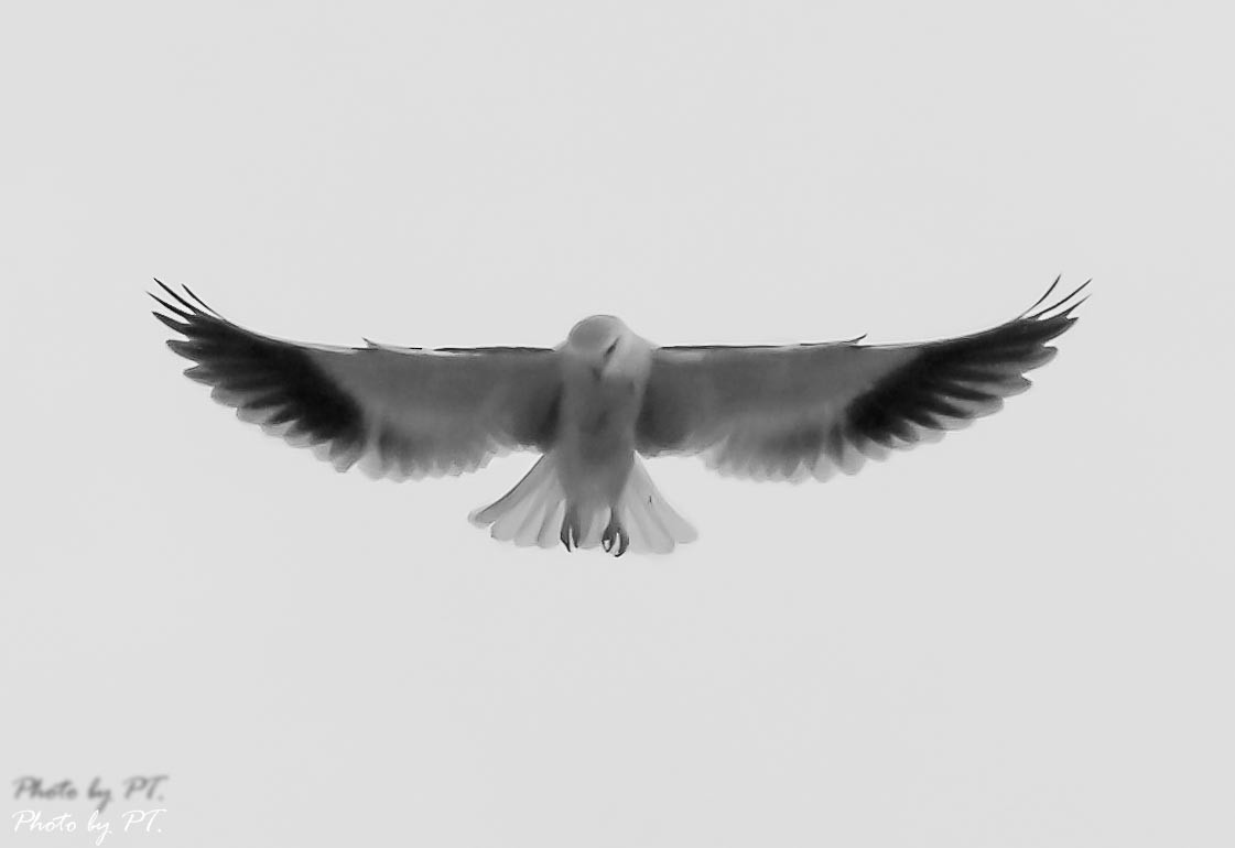 luněc šedý - ML123193171