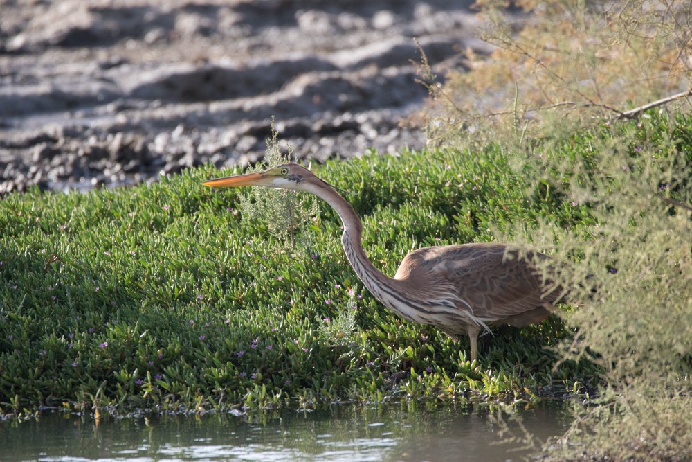 Purple Heron - ML123193281